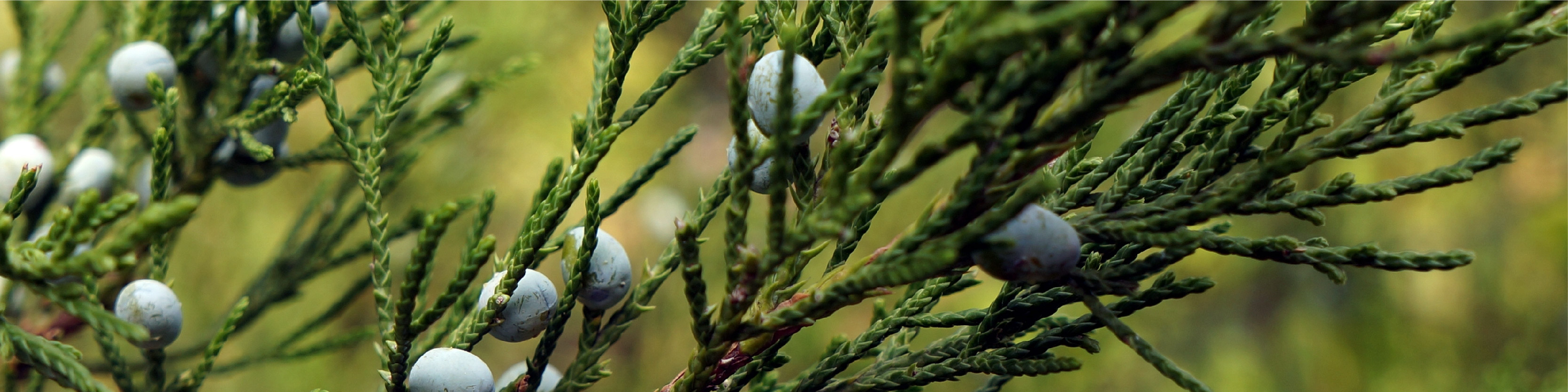 Cedarwood tree image