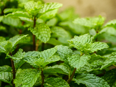 Spearmint Mobile image