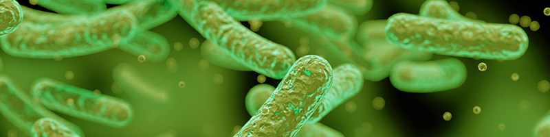 Bifidobacterium Lactis Image