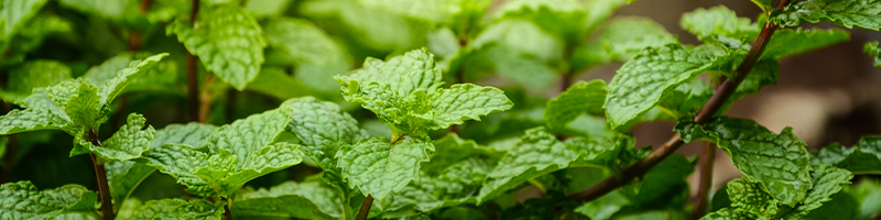 Spearmint leaf image