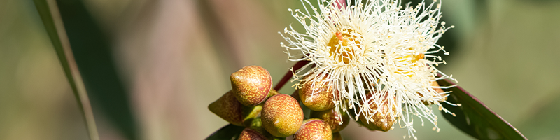 Eucalyptus kochii flower