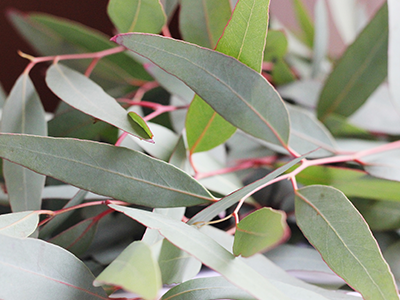 Eucalyptus polybractea leaf
