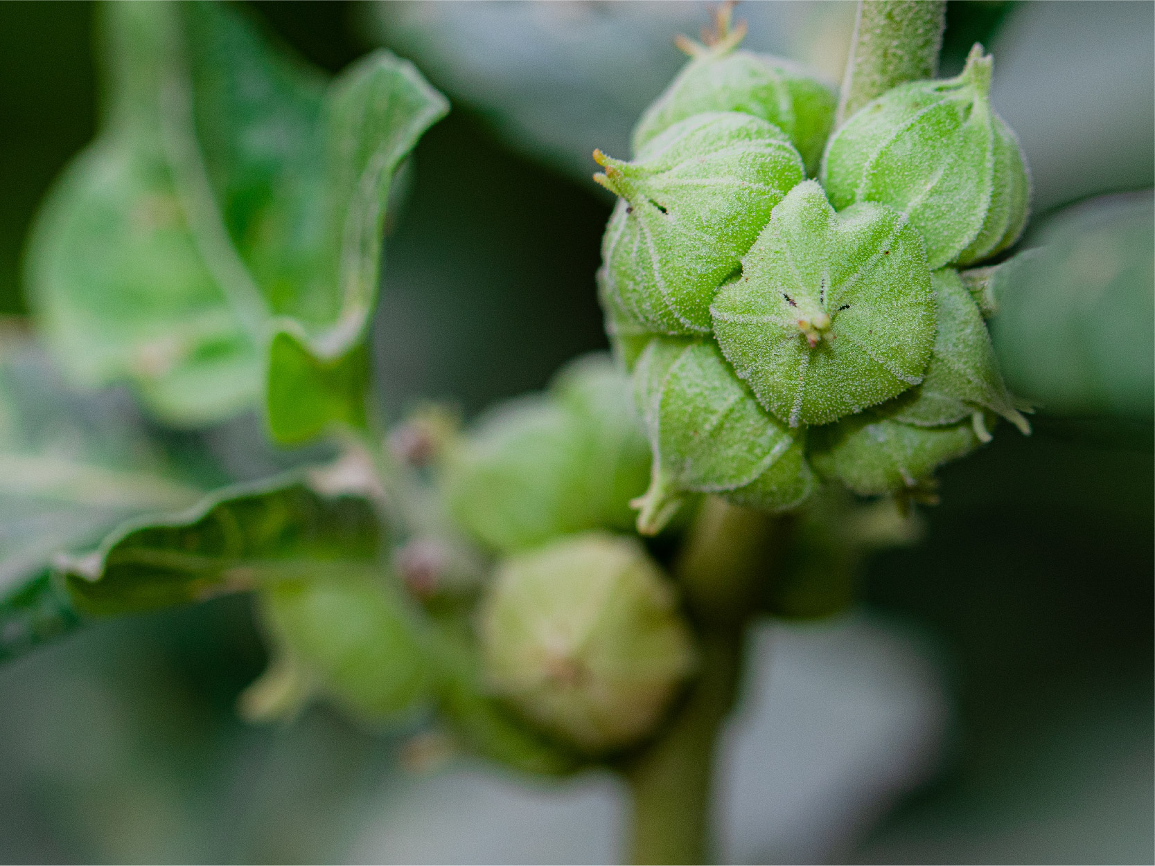 Ashwagandha Root Image