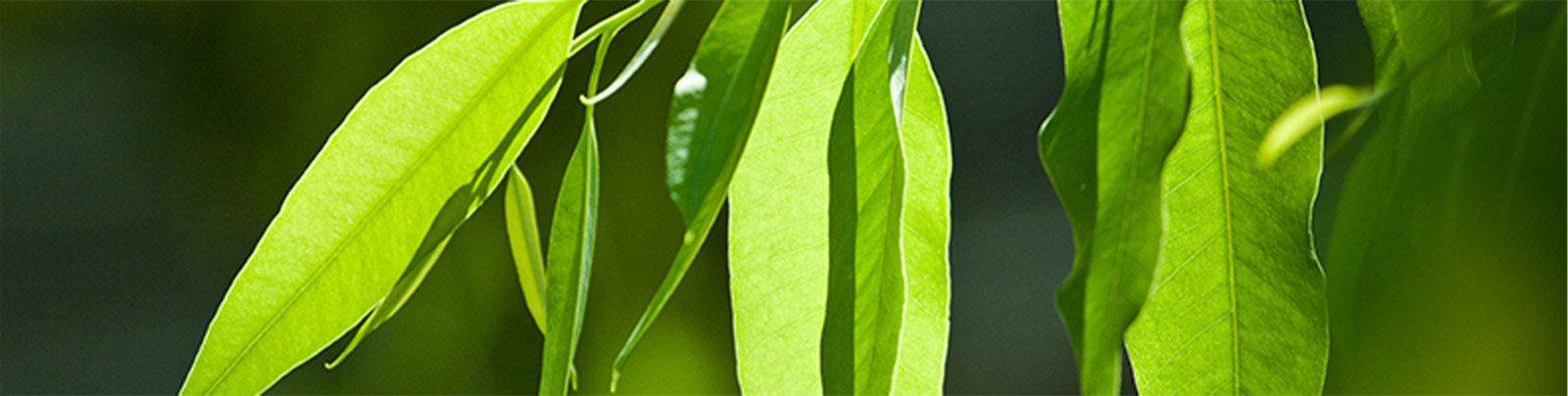 Eucalyptus leaves