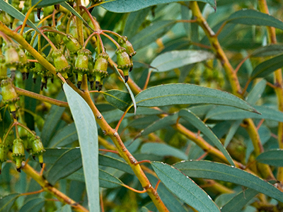 Eucalyptus plant image
