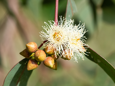 Eucalyptus kochii flower