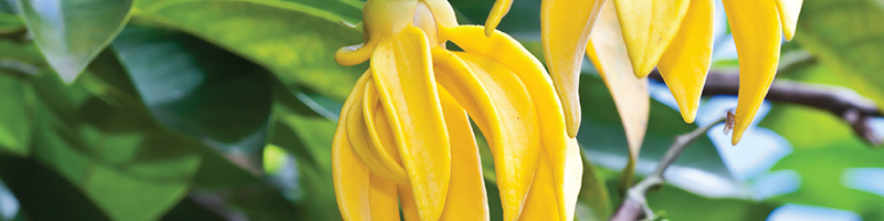 Ylang Ylang Flower Image