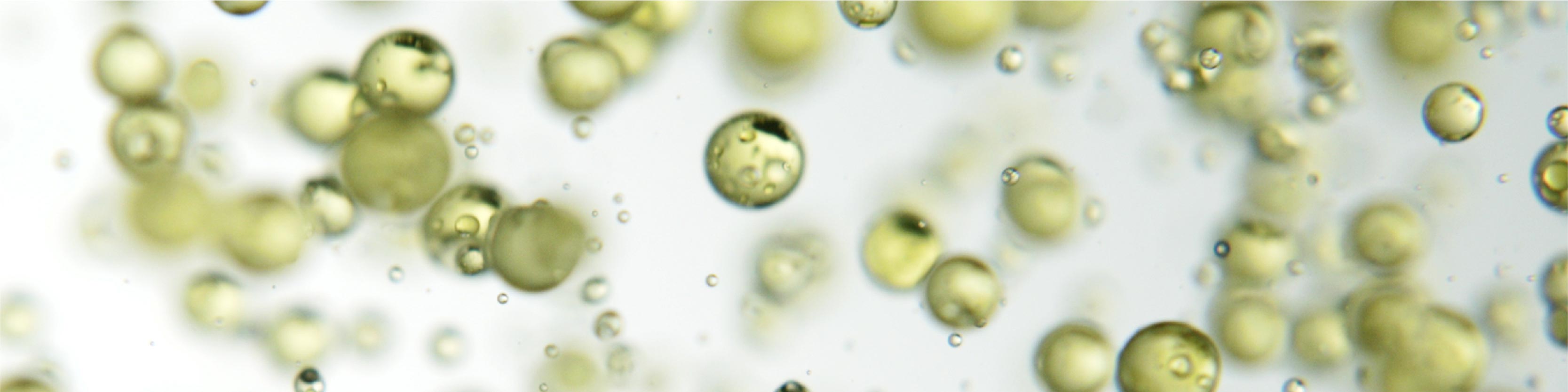 TerraZyme Anti Gluten Enzyme Image