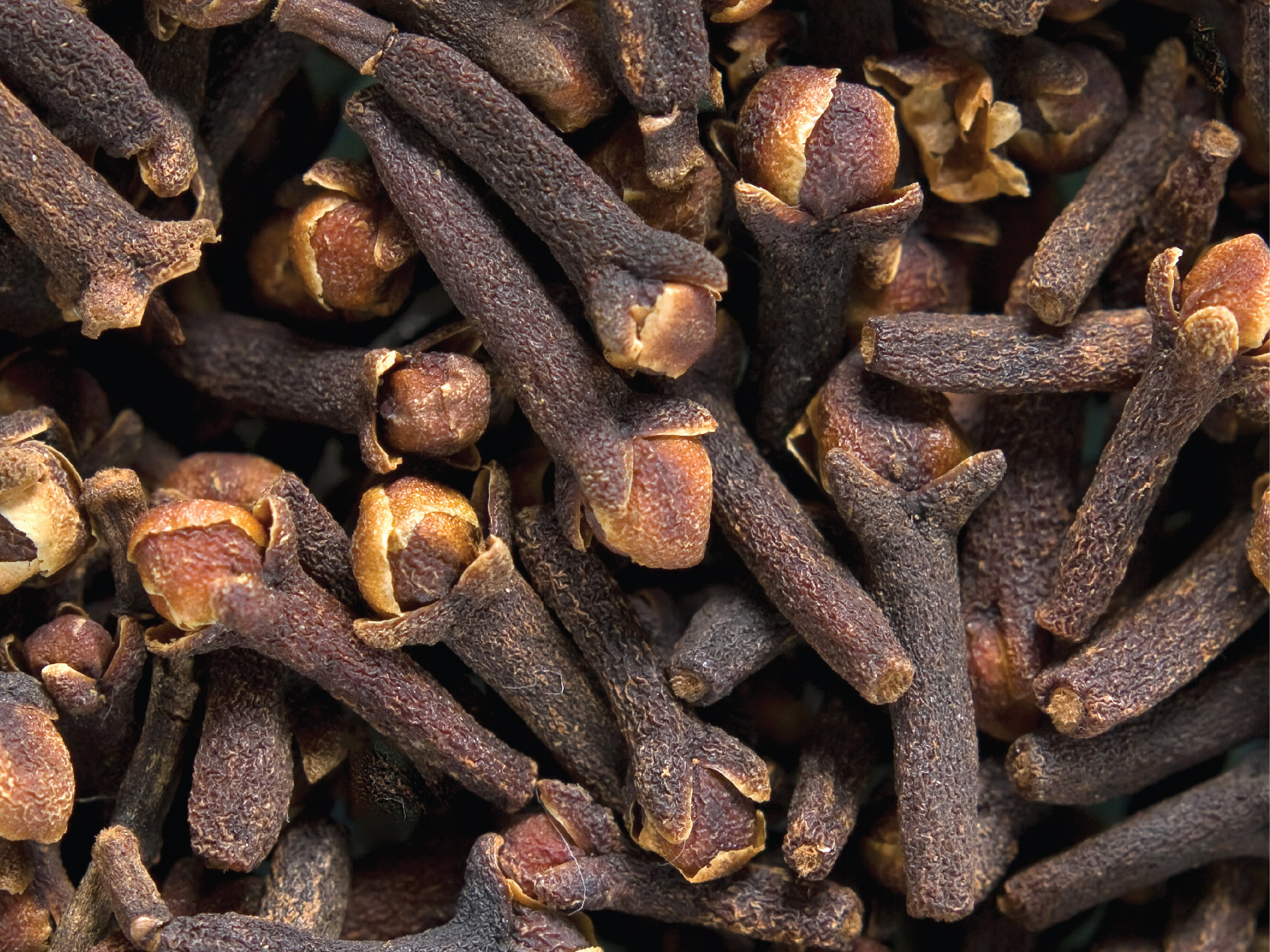 Clove Seed Image