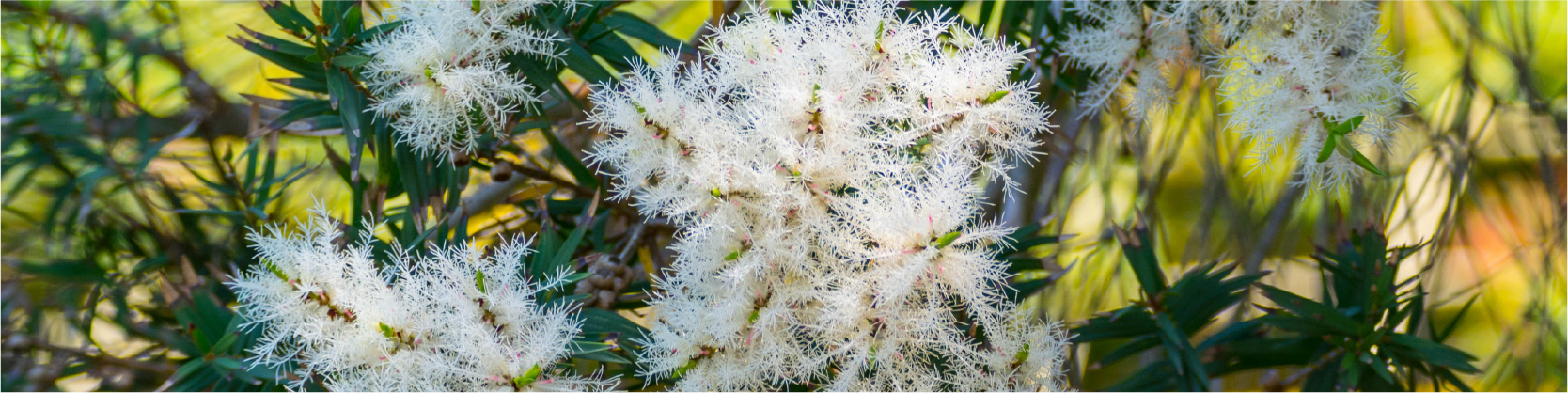 Tea Tree Image