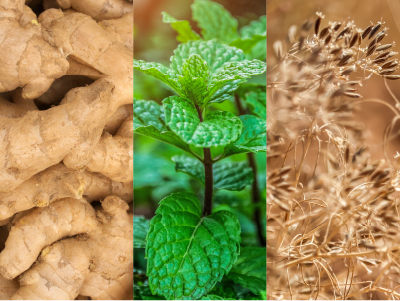 Ginger Peppermint Caraway image