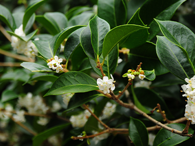 Osmanthus Flower image