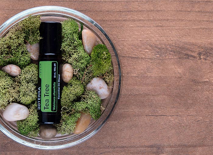 Tea Tree Touch over a bowl with moss and rocks