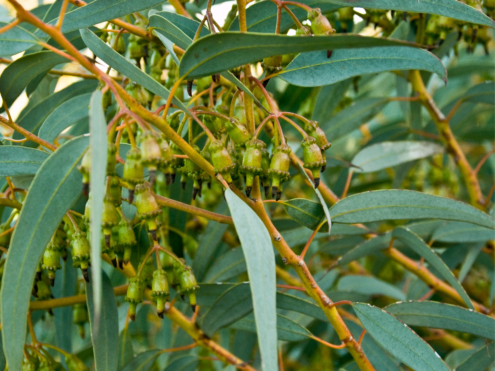 Eucalyptus leaf image