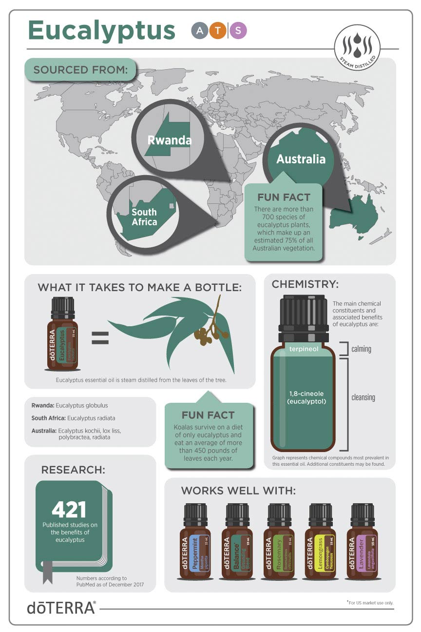 Eucalyptus Infographic