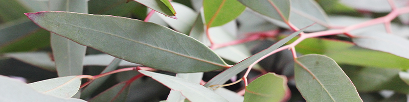 Eucalyptus polybractea leaf