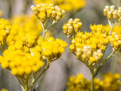 Helichrysum herb on a field