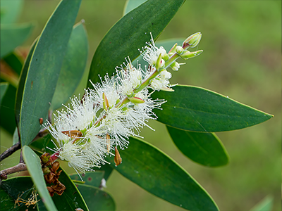 Tea Tree Image