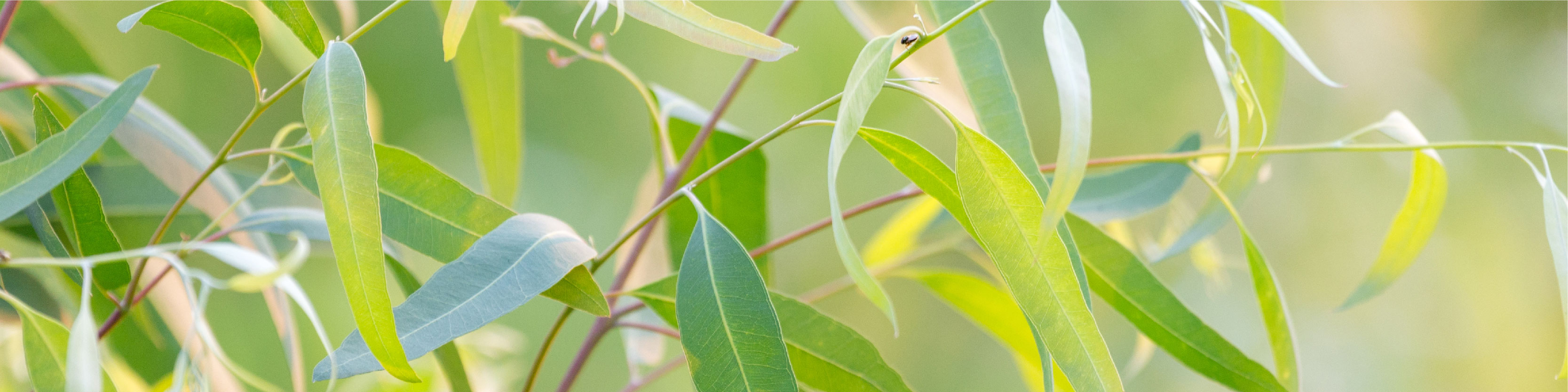 On Guard Tablet Image