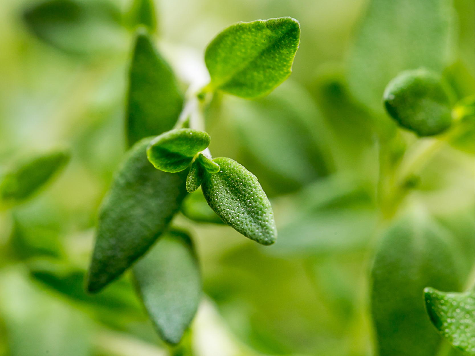 Thyme leaf image