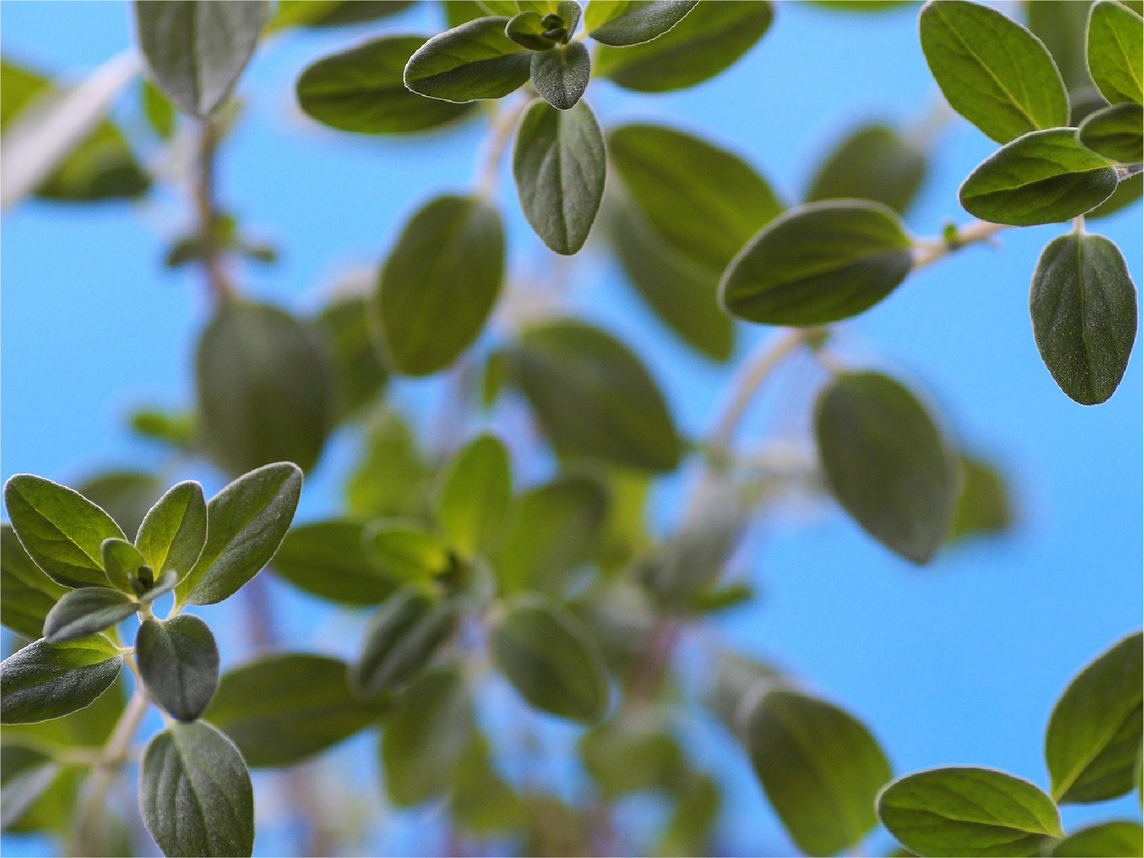 Marjoram Leaf Image