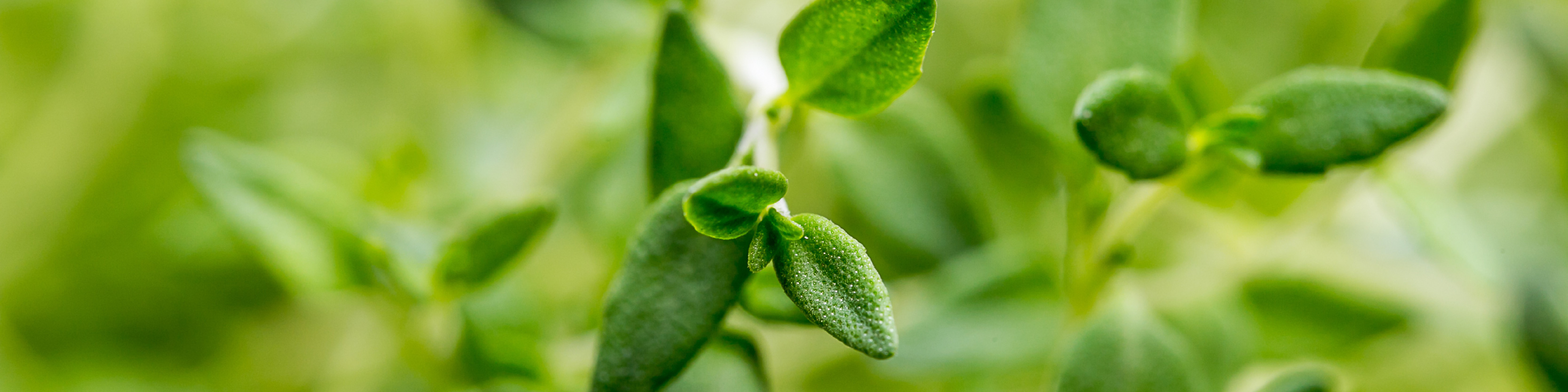 Thyme leaf image