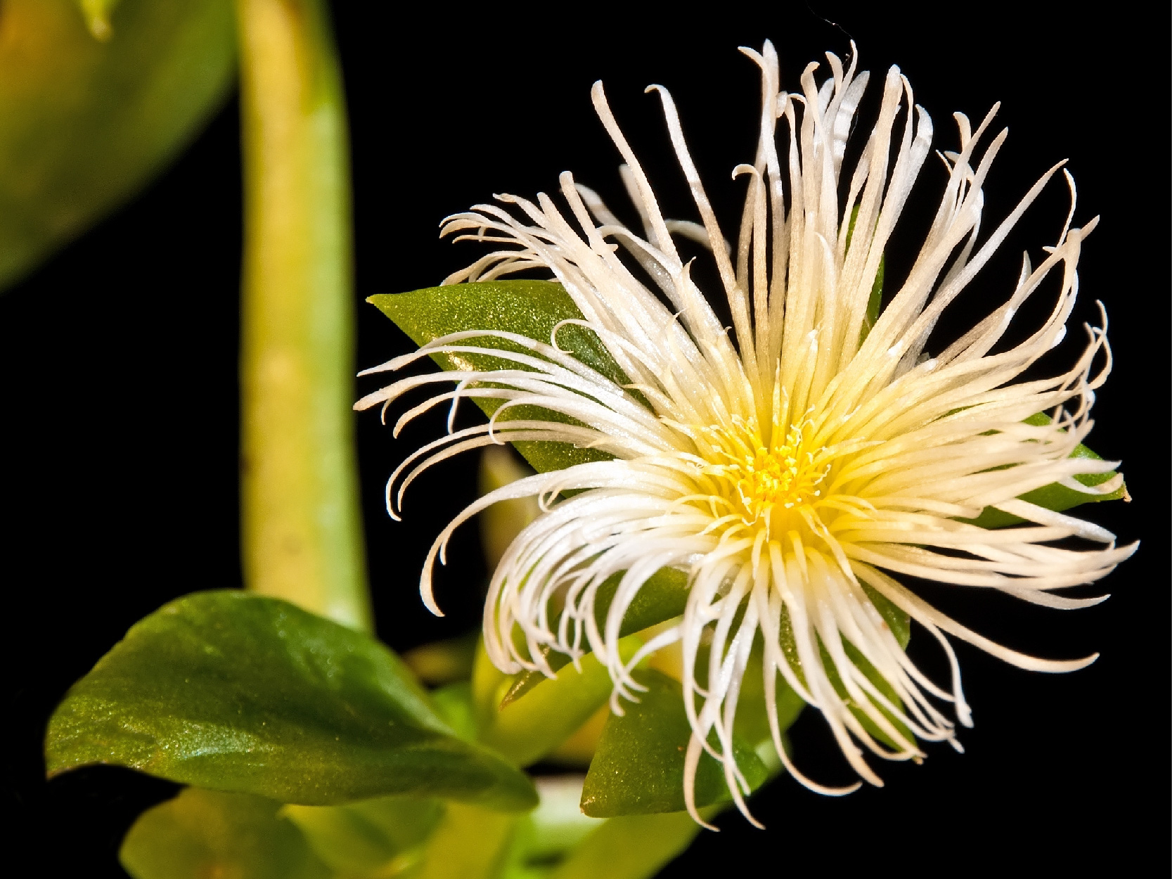Sceletium flower image